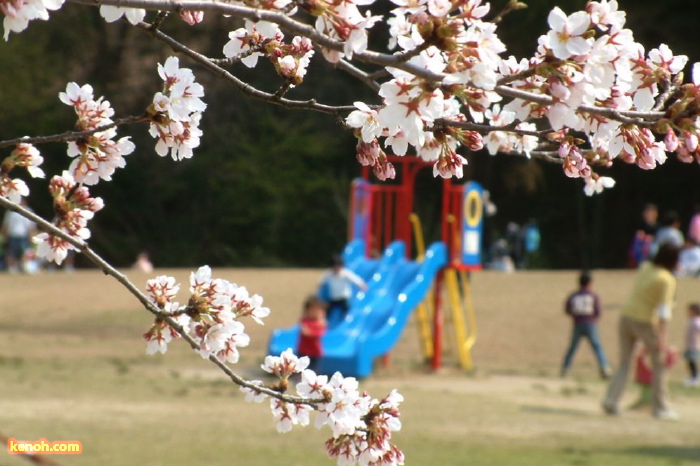 三条市総合運動公園、ソメイヨシノ