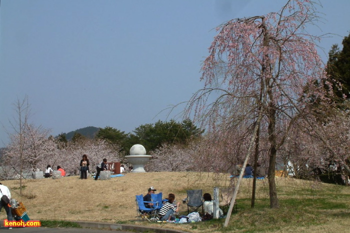 三条市総合運動公園、ソメイヨシノ