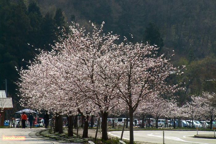 三条市総合運動公園、ソメイヨシノ