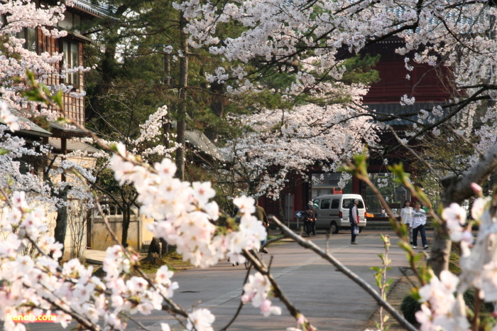 三条市本成寺・ソメイヨシノ