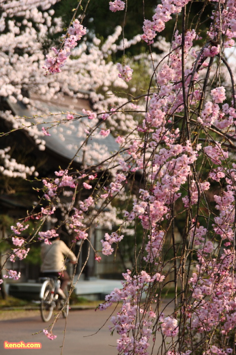 三条市本成寺・シダレザクラ