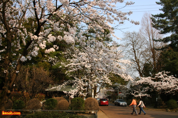 三条市本成寺・ソメイヨシノ