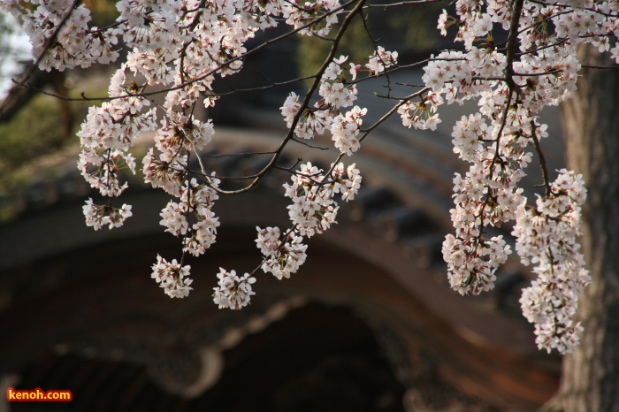 三条市本成寺・ソメイヨシノ