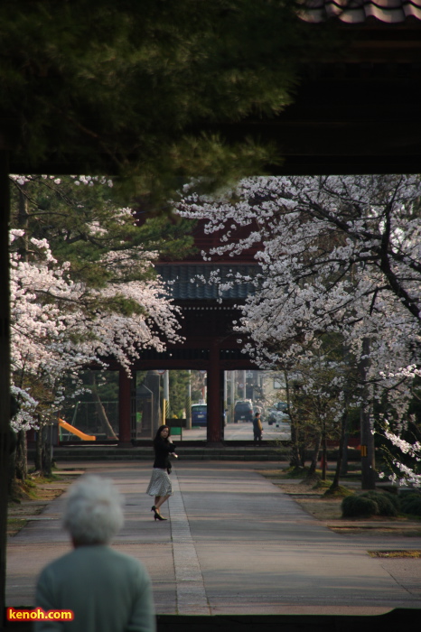 三条市本成寺・ソメイヨシノ