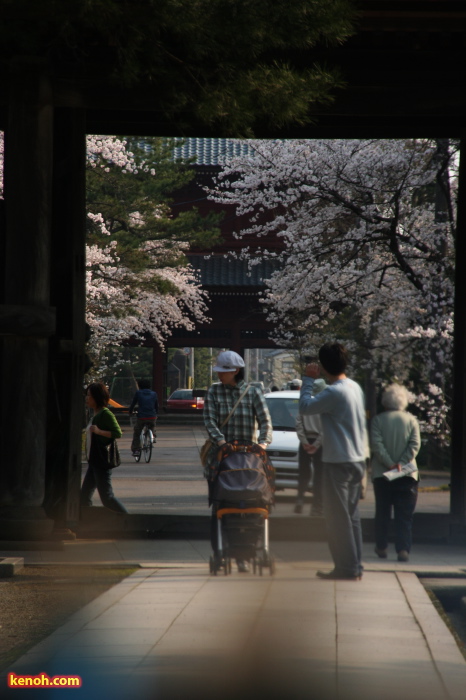 三条市本成寺・ソメイヨシノ