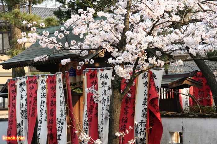 三条市本成寺・ソメイヨシノ