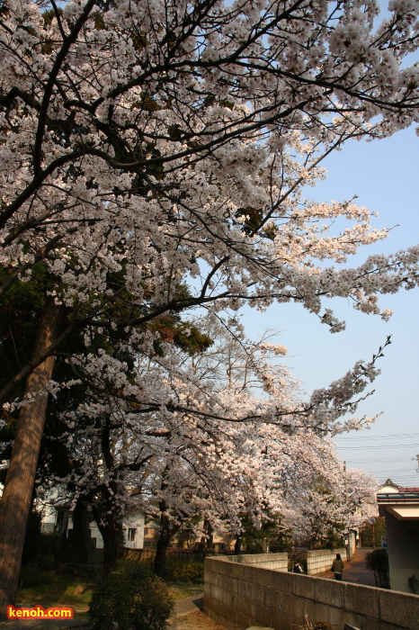 三条市青蓮華院・ソメイヨシノ