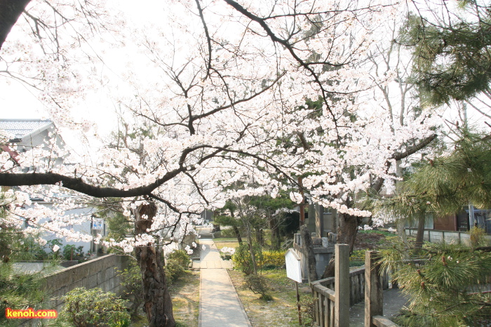 三条市青蓮華院・ソメイヨシノ