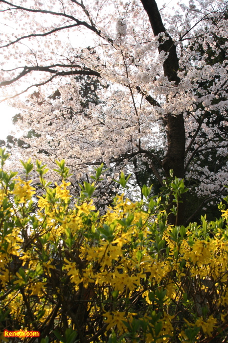 三条市青蓮華院・ソメイヨシノ