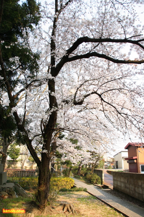 三条市青蓮華院・ソメイヨシノ