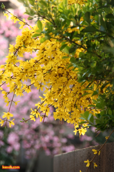 三条市本成寺・レンギョウ