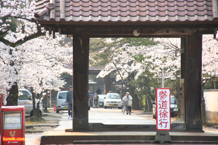 三条市本成寺・ソメイヨシノ