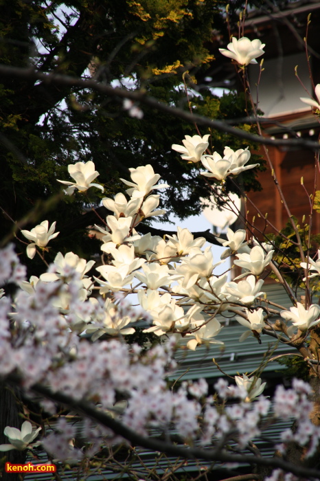 三条市本成寺・ソメイヨシノ