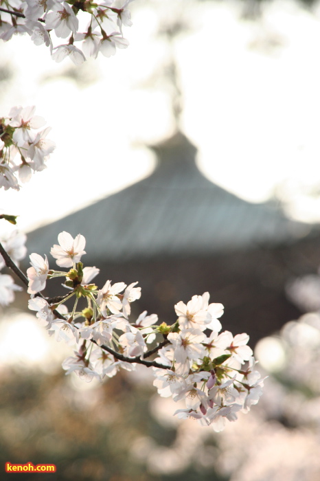 三条市本成寺・ソメイヨシノ