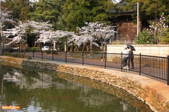 三条市本成寺・ソメイヨシノ