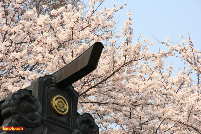 三条市本成寺・ソメイヨシノ