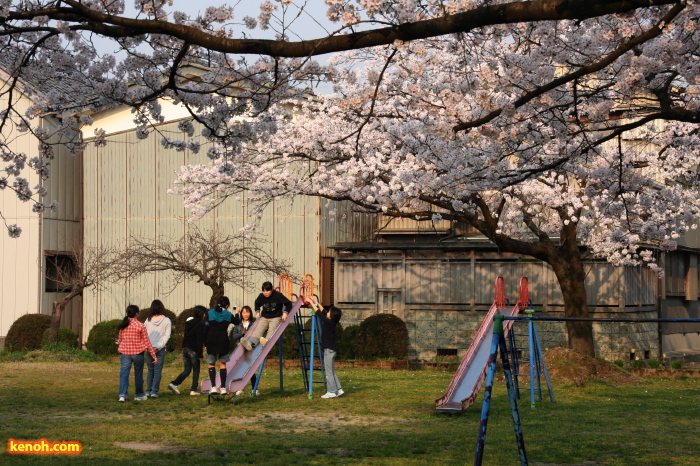 三条市日吉神社・ソメイヨシノ