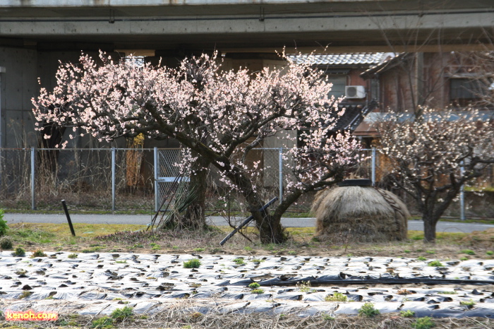 三条市上須頃・ウメ