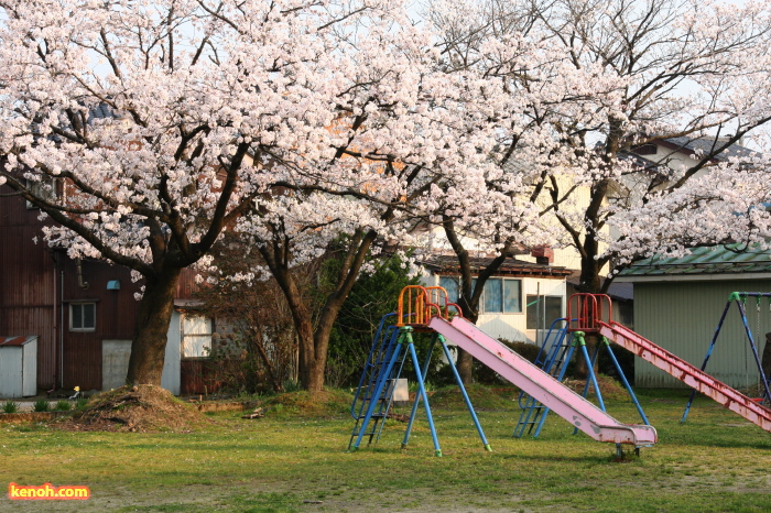 三条市日吉神社・ソメイヨシノ