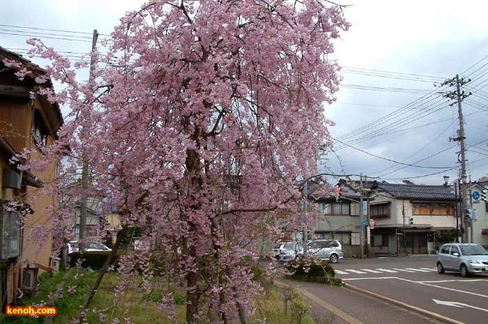 JR燕駅近くのシダレザクラ