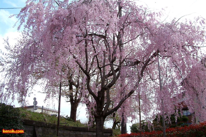 燕市佐渡地内のシダレザクラ（八重紅しだれ）