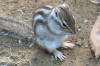 加茂山公園リス園・シマリス