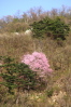 南魚沼市坂戸・銭淵公園の坂戸城付近の山中に咲くサクラ