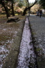 弥彦公園、側溝にサクラの花びらの吹き溜まり