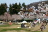 三条市総合運動公園、ソメイヨシノ