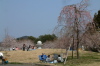 三条市総合運動公園、ソメイヨシノ