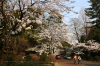 三条市本成寺・ソメイヨシノ