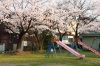 三条市日吉神社・ソメイヨシノ