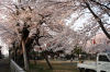 燕市金山神社・ソメイヨシノ