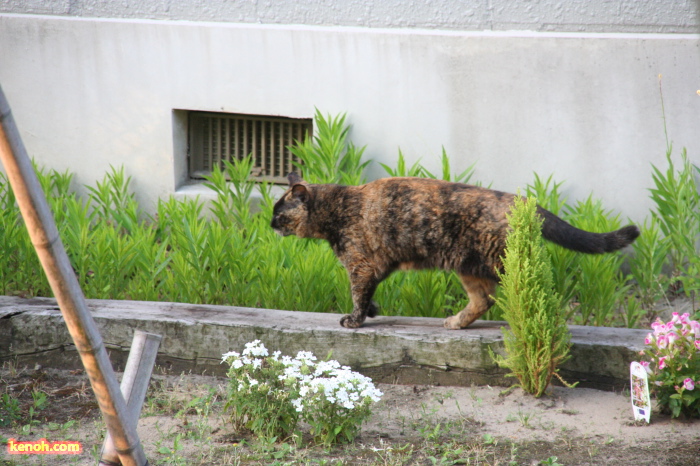 燕市南1
