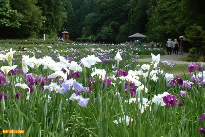 三条市・しらさぎ森林公園、ハナショウブ