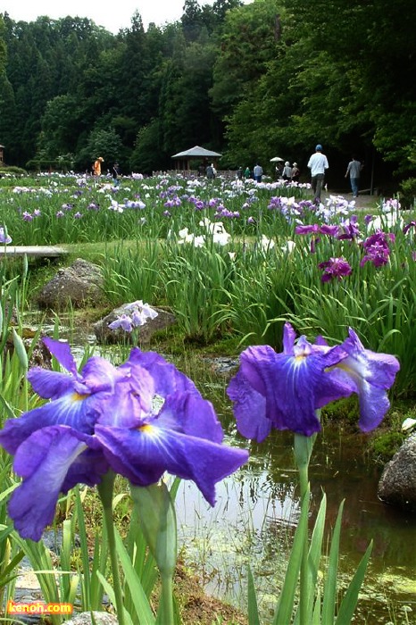 三条市・しらさぎ森林公園、ハナショウブ