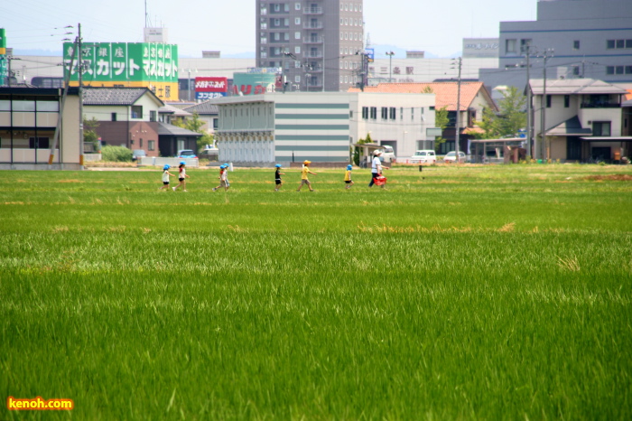 三条市上須頃地内の田んぼのあぜ道を散歩する保育所の子どもたち