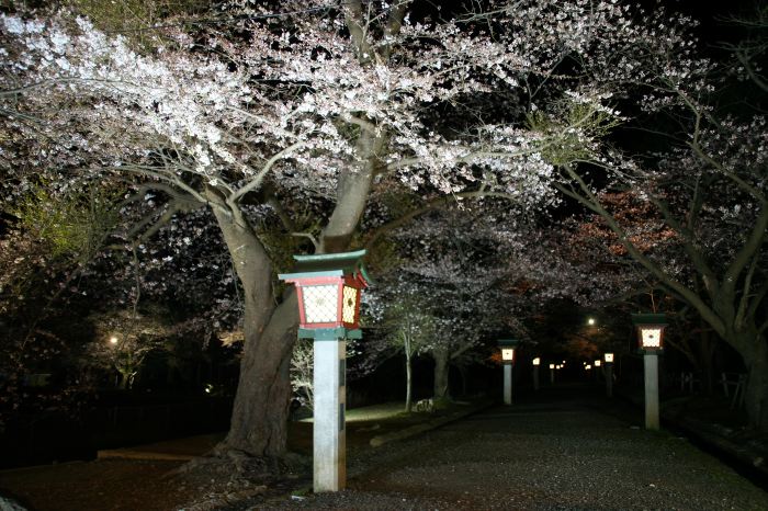 弥彦公園テニスコート脇