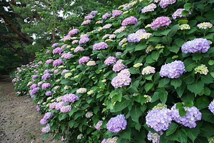 テニスコート脇のアジサイの花が見ごろに
