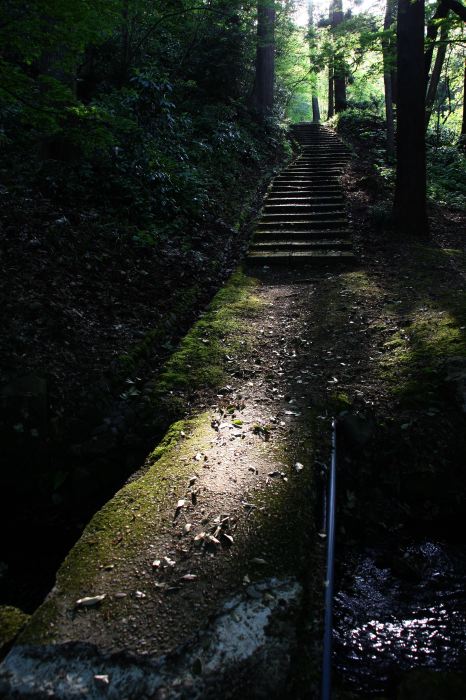 弥彦公園の山道