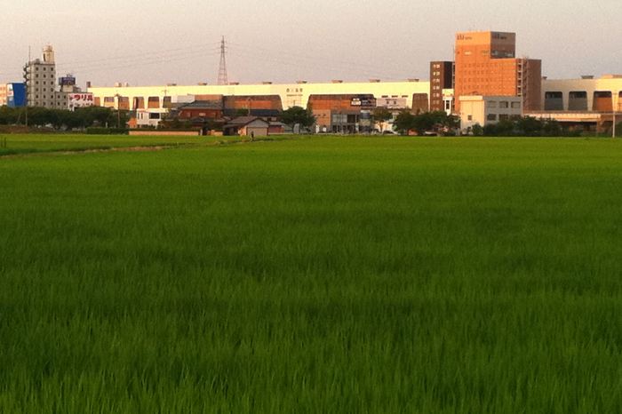 青いじゅうたんが広がったような田んぼ