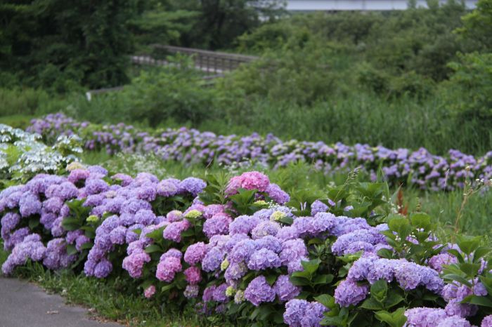 燕市大曲河川公園でアジサイの花が見ごろ