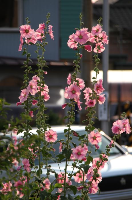 「半夏生」の2日の三条は最高気温30.0度の真夏日