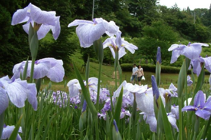 20日からしらさぎ森林公園で花菖蒲まつり、初日はオープニングイベント