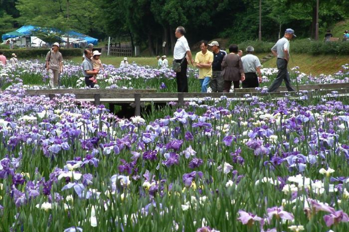 20日からしらさぎ森林公園で花菖蒲まつり、初日はオープニングイベント