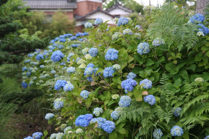 梅雨の花のアジサイやタチアオイが咲き始め