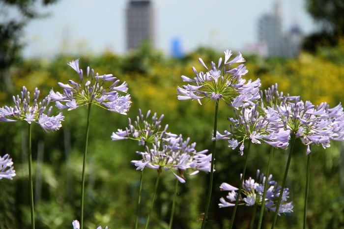 三条市上須頃でアガパンサスの花、奥にオミナエシの花