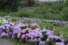 燕市大曲河川公園でアジサイの花が見ごろ
