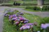 燕市大曲河川公園でアジサイの花が見ごろ