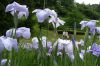 20日からしらさぎ森林公園で花菖蒲まつり、初日はオープニングイベント